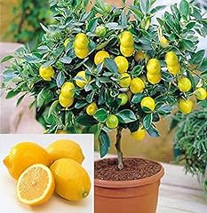 Dwarf lemon bonsai for sale  Delivered anywhere in USA 