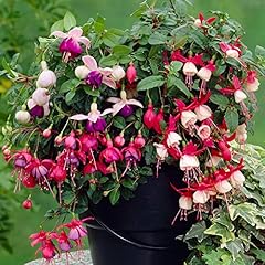Fuchsia garden ready for sale  Delivered anywhere in UK