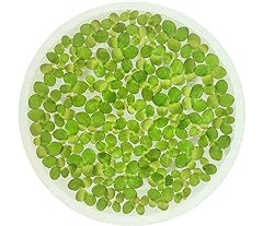 Giant duckweed spirodela for sale  Delivered anywhere in USA 