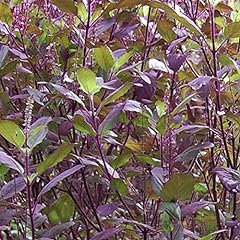 Krishna tulsi basil for sale  Delivered anywhere in USA 