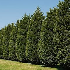Tree tots nursery for sale  Delivered anywhere in USA 