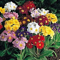Polyanthus primula crown for sale  Delivered anywhere in UK
