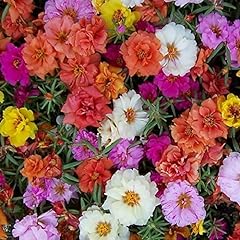 Flower portulaca grandiflora for sale  Delivered anywhere in UK