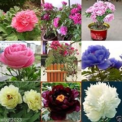 Tree peony paeonia for sale  Delivered anywhere in USA 