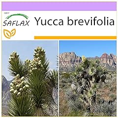 SAFLAX - Albero di Giosuè - 10 semi - Yucca brevifolia usato  Spedito ovunque in Italia 