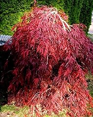 Red dragon weeping for sale  Delivered anywhere in USA 