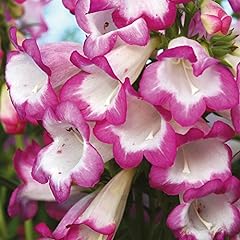 Penstemon drought tolerant for sale  Delivered anywhere in Ireland
