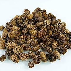 Larch cones 125 for sale  Delivered anywhere in UK