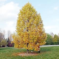 Tulip tree seeds for sale  Delivered anywhere in USA 