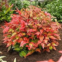 Nandina blush pink for sale  Delivered anywhere in UK