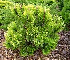 Variegated mugo pine for sale  Delivered anywhere in USA 