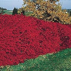 Burning bush dormant for sale  Delivered anywhere in USA 