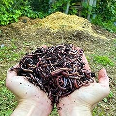 Compost worms live for sale  Delivered anywhere in UK