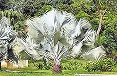 Silver saw palm for sale  Delivered anywhere in USA 