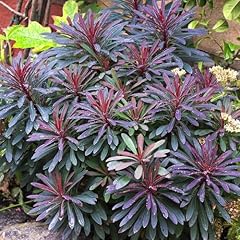 Euphorbia miners merlot for sale  Delivered anywhere in UK