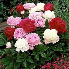 Mixed peony jumbo for sale  Delivered anywhere in USA 