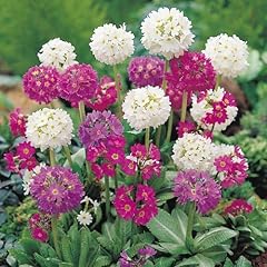 Pack primula denticulata for sale  Delivered anywhere in UK