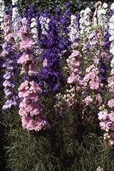 Delphinium larkspur giant for sale  Delivered anywhere in UK