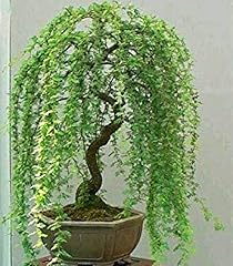 Green weeping willow for sale  Delivered anywhere in USA 