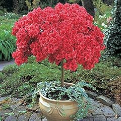 Azalea standard shrub for sale  Delivered anywhere in UK