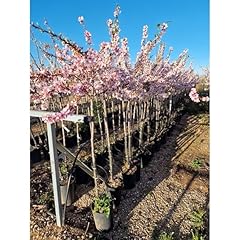 Mandelbaum prunus dulcis gebraucht kaufen  Wird an jeden Ort in Deutschland