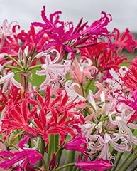 Nerine breeders mix for sale  Delivered anywhere in UK