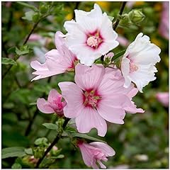 Tree mallow lavatera for sale  Delivered anywhere in Ireland