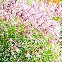 Miscanthus ferner osten for sale  Delivered anywhere in UK