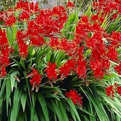 Crocosmia lucifer bold for sale  Delivered anywhere in UK
