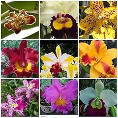 Live orchid plants for sale  Delivered anywhere in USA 