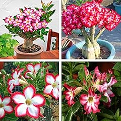 Adenium obesum seeds d'occasion  Livré partout en Belgiqu