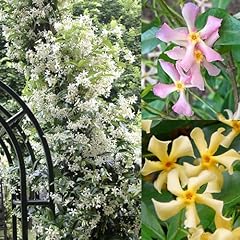 200 mixed star for sale  Delivered anywhere in USA 
