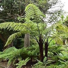 Semi albero cyathea d'occasion  Livré partout en France