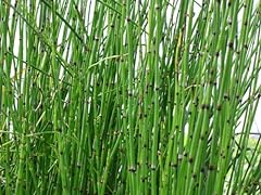 Horsetail grass inch for sale  Delivered anywhere in USA 