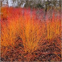 Midwinter fire dogwood for sale  Delivered anywhere in UK