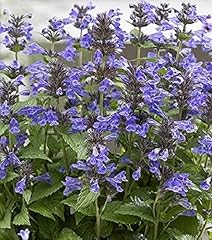 Nepeta neptune blue for sale  Delivered anywhere in UK