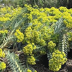 Euphorbia lathyris seeds for sale  Delivered anywhere in USA 