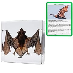 Fledermaus präparat harz gebraucht kaufen  Wird an jeden Ort in Deutschland