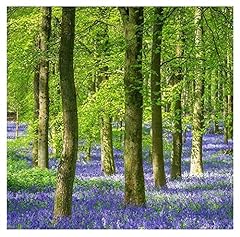 English bluebell bulbs for sale  Delivered anywhere in USA 