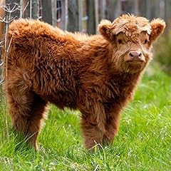 Highland calf greeting for sale  Delivered anywhere in UK