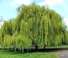 Weeping willow tree for sale  Delivered anywhere in USA 