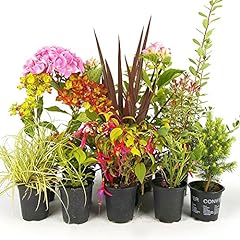 Mixed garden shrubs for sale  Delivered anywhere in UK