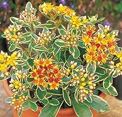 Sedum kamtschaticum variegatum for sale  Delivered anywhere in UK