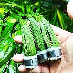 Greenpro giant hairgrass for sale  Delivered anywhere in USA 