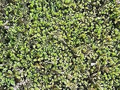 Living mixed moss for sale  Delivered anywhere in USA 