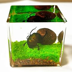 Real insect resin for sale  Delivered anywhere in UK