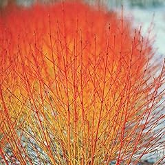 Dogwood winter flame for sale  Delivered anywhere in UK