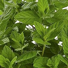 Mint plug plants. for sale  Delivered anywhere in Ireland