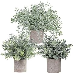 Winlyn mini potted for sale  Delivered anywhere in USA 