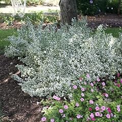 White album euonymus for sale  Delivered anywhere in USA 